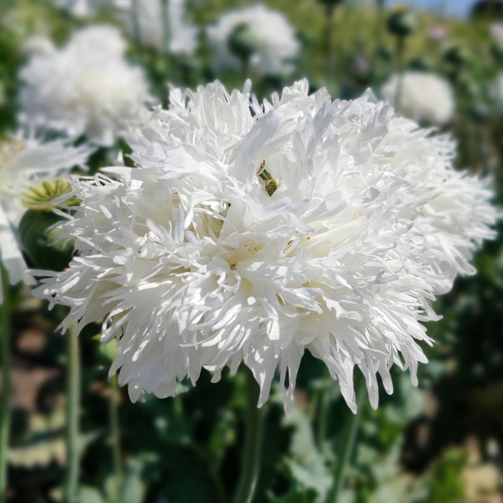 Graines de Pavot annuel White Swan - Papaver somniferum