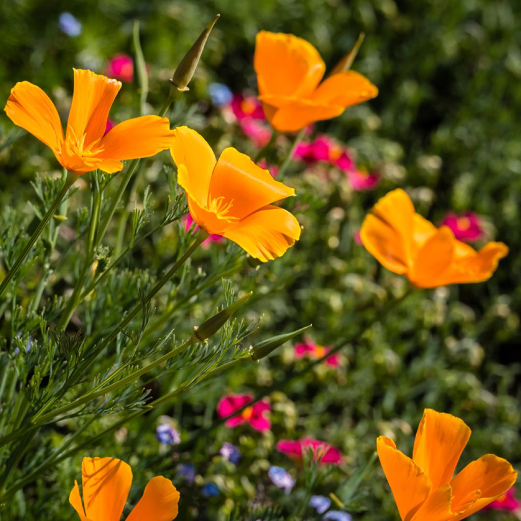 Graines de Pavot de Californie Orange King - Eschscholzia californica