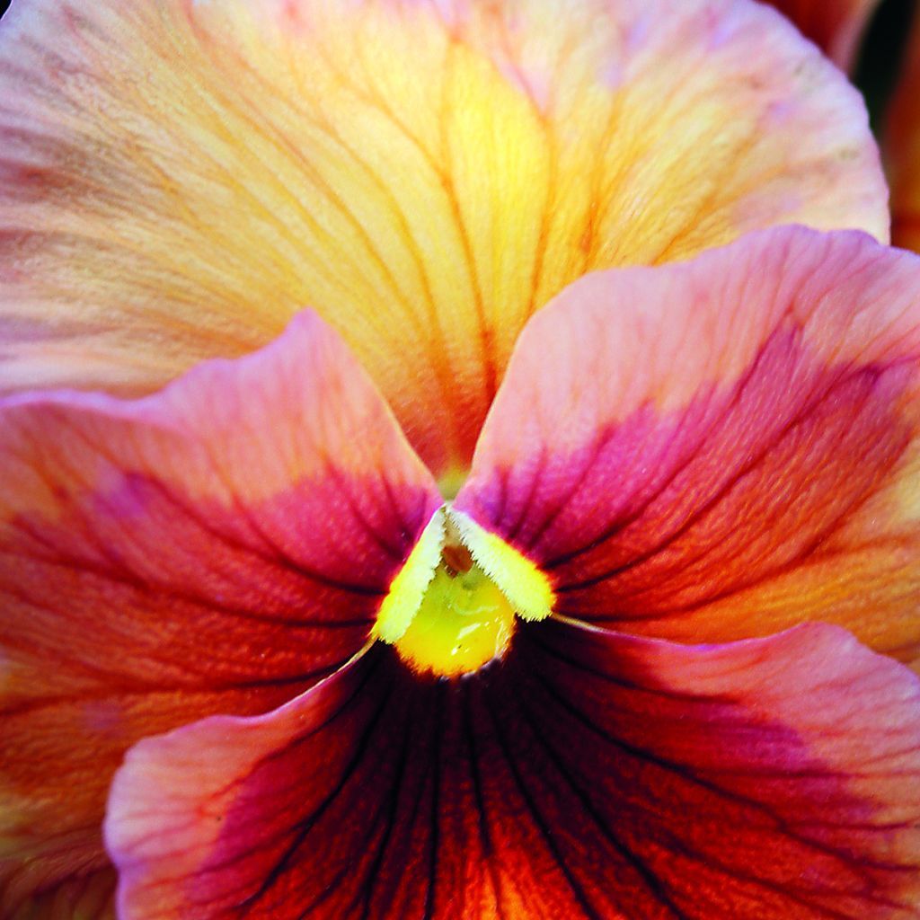 Graines de Pensée Inspire Peach Shades - Viola x wittrockiana