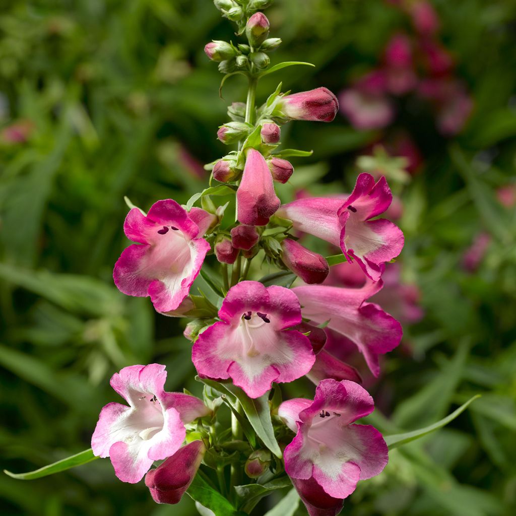 Graines de Penstémon hartwegii Arabesque Orchid