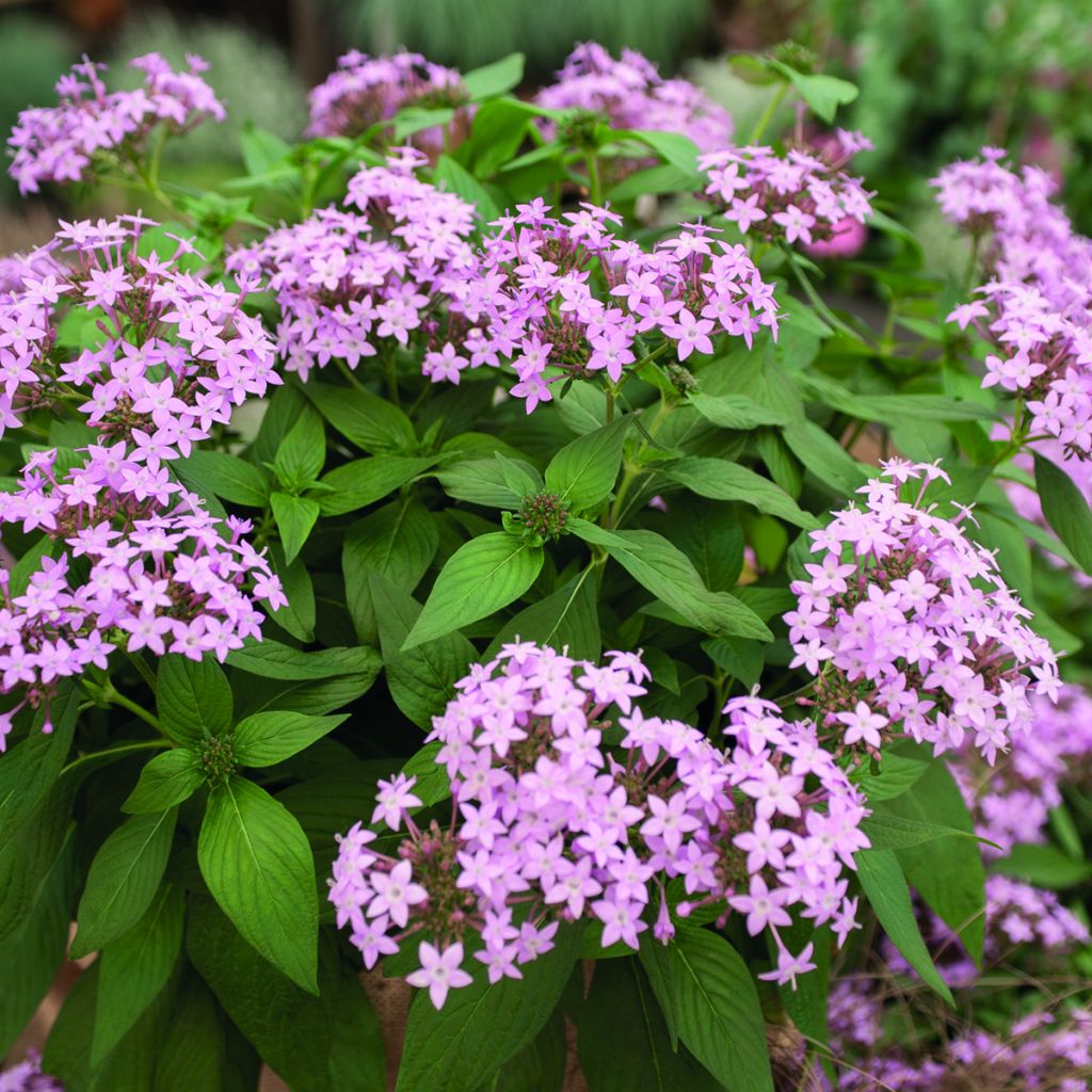 Graines de Pentas Northern Lights Lavender - Etoile d'egypte