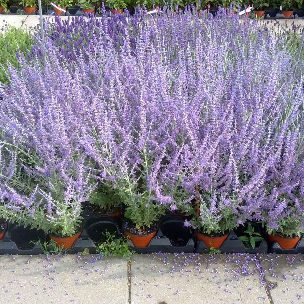 Perovskia atriplicifolia Blue Steel em sementes