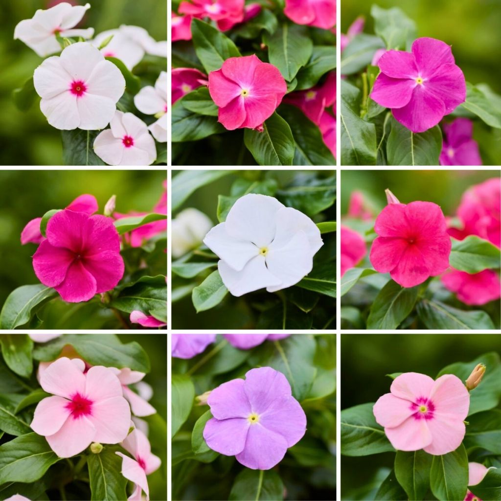 Graines de Pervenche de Madagascar Heatwave Mix - Catharanthus roseus