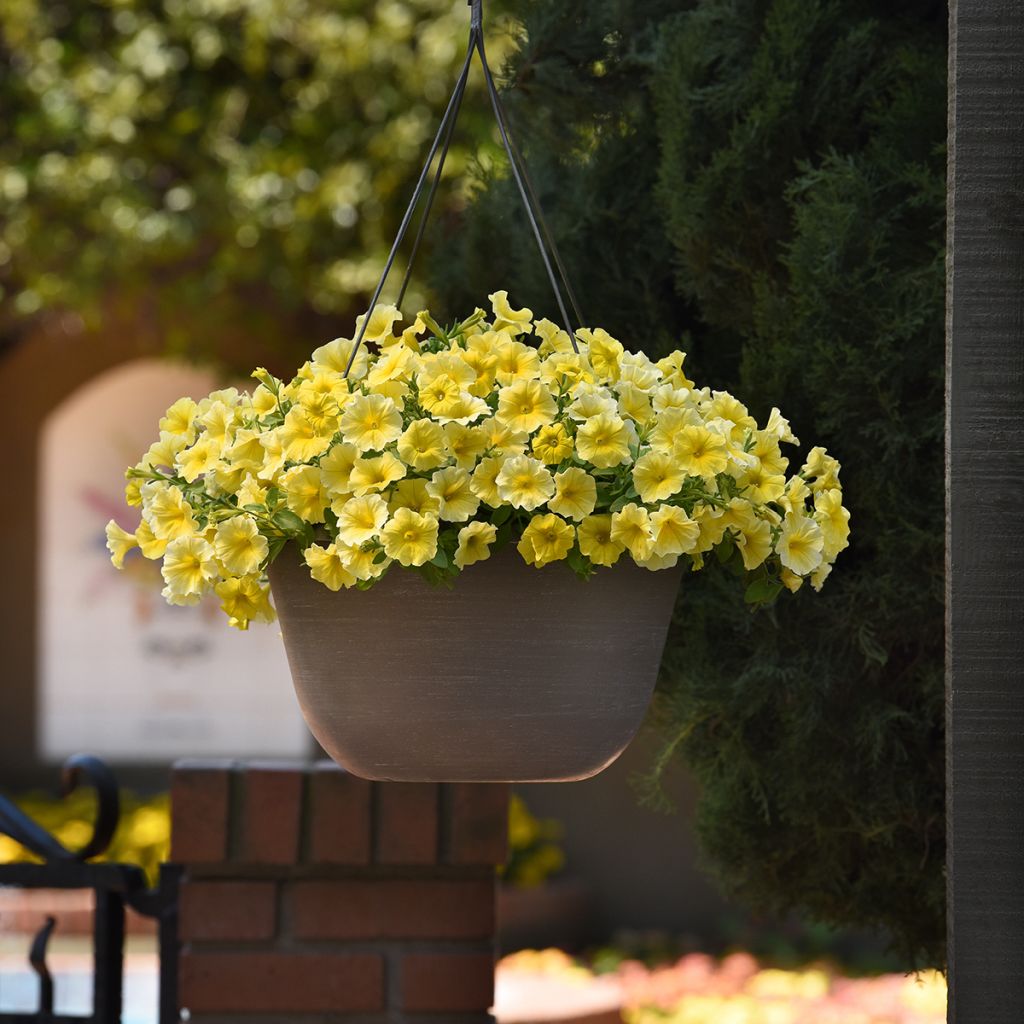 Graines de Petchoa Caliburst Yellow