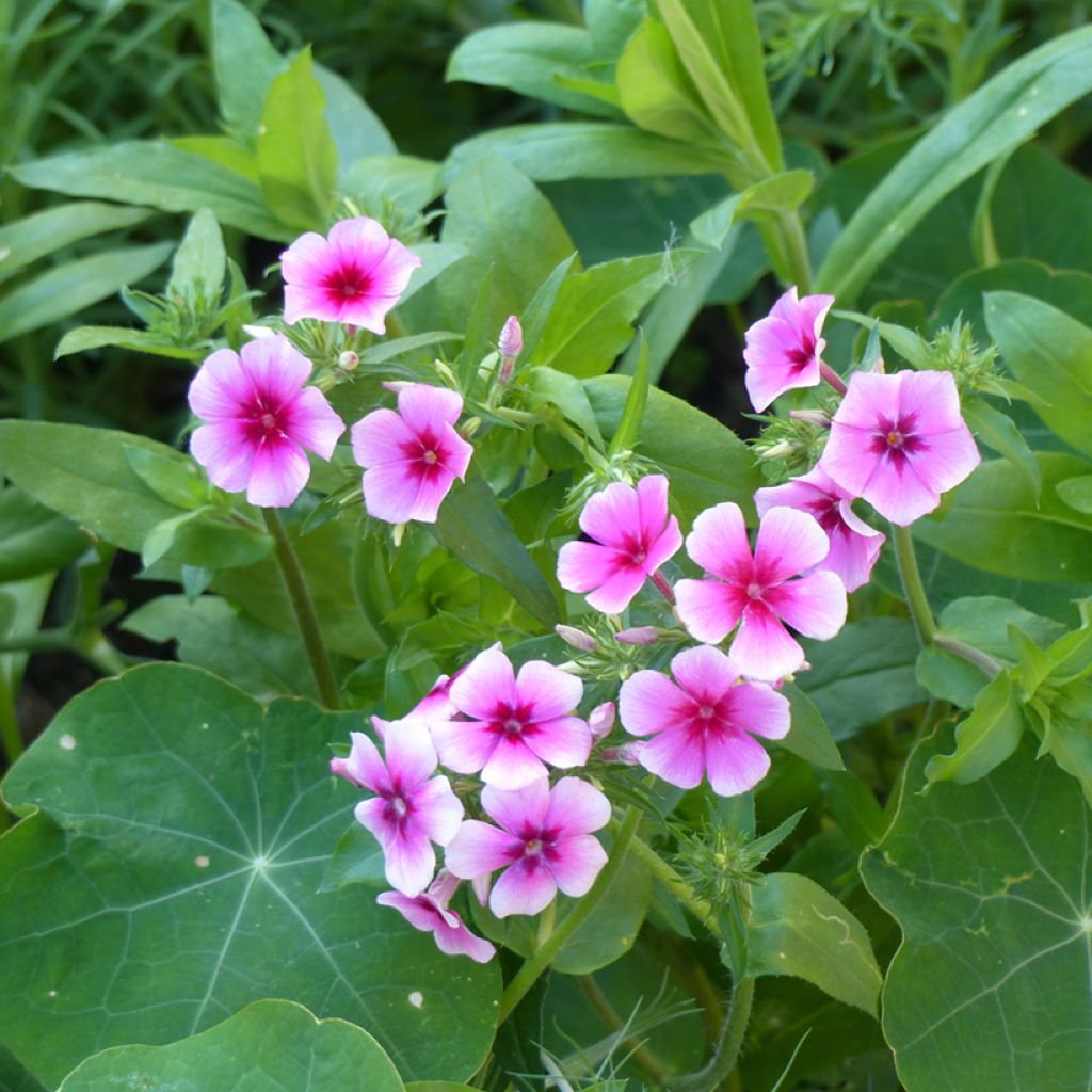 Flox anual Brilliant em sementes