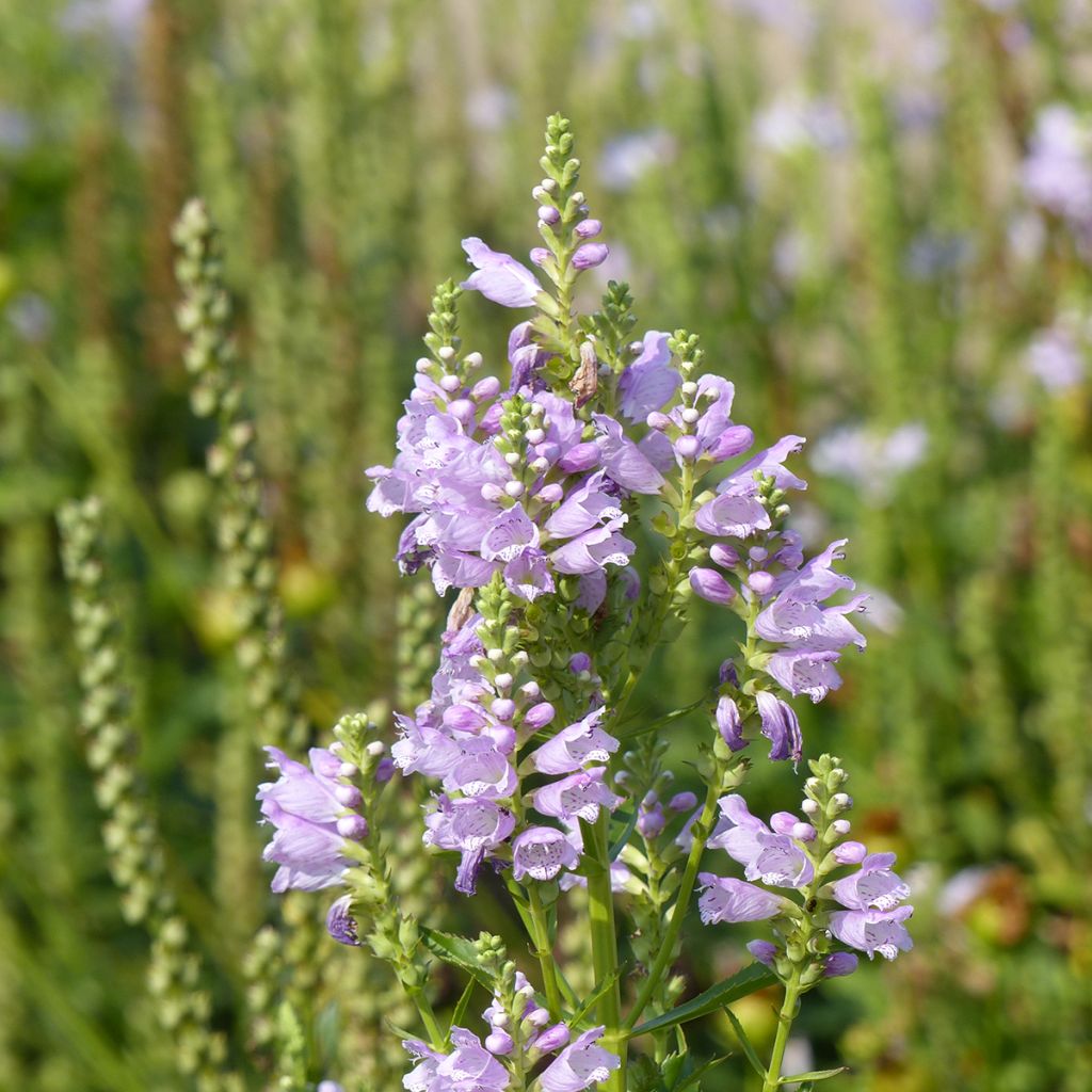 Graines de Physostegia virginiana Rosea - Cataleptique