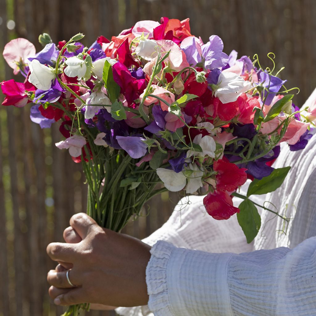 Graines de Pois de Senteur King Size Formula Mixture - Lathyrus odoratus