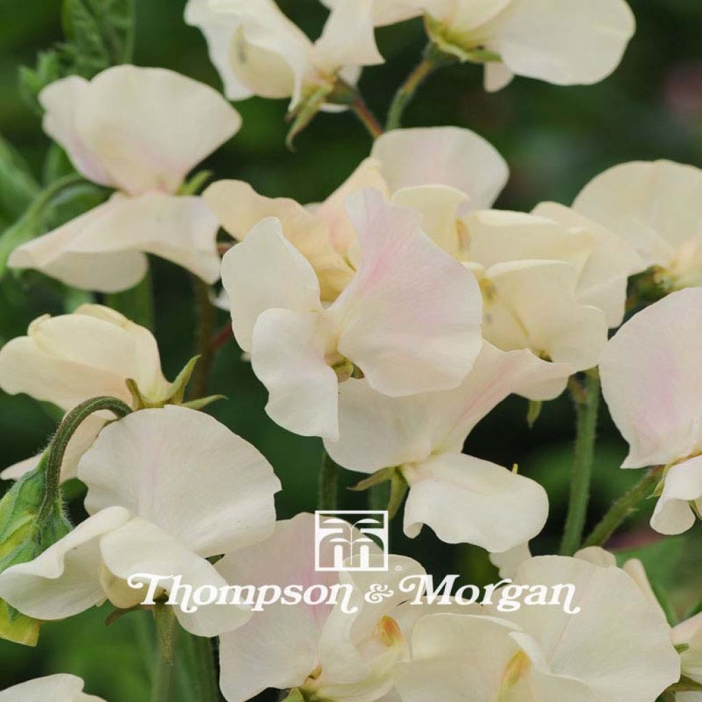 Graines de Pois de senteur Cream Southborne - Lathyrus odoratus grandiflora