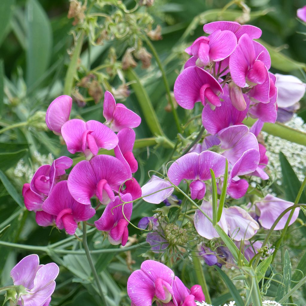 Graines de Pois vivace Red Pearl - Lathyrus latifolius