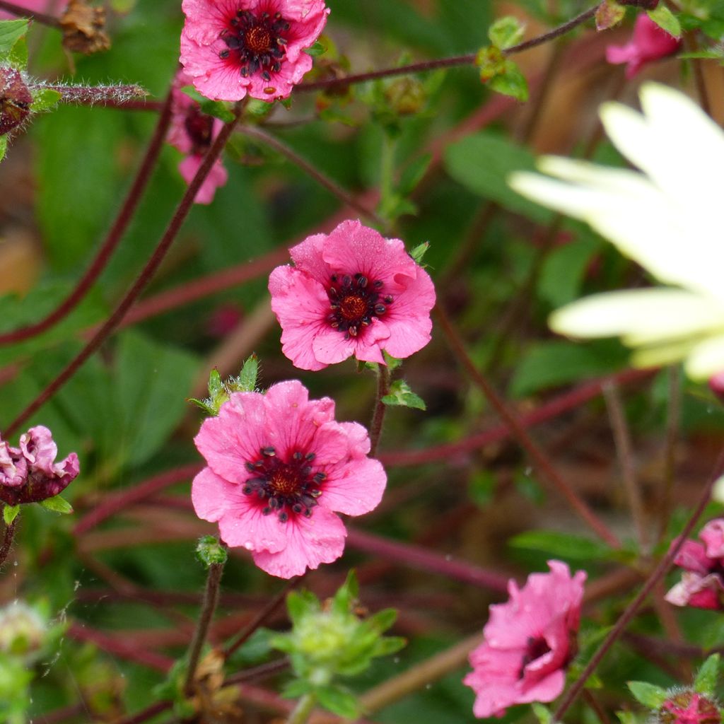 Graines de Potentille vivace Miss Willmott - Potentilla nepalensis