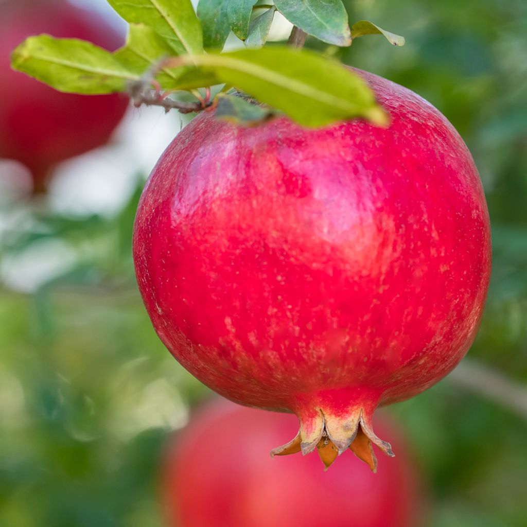 Graines de Punica granatum - Grenadier à fruits