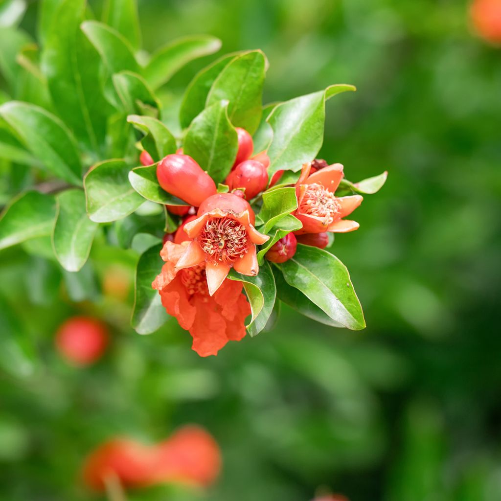 Graines de Punica granatum - Grenadier à fruits