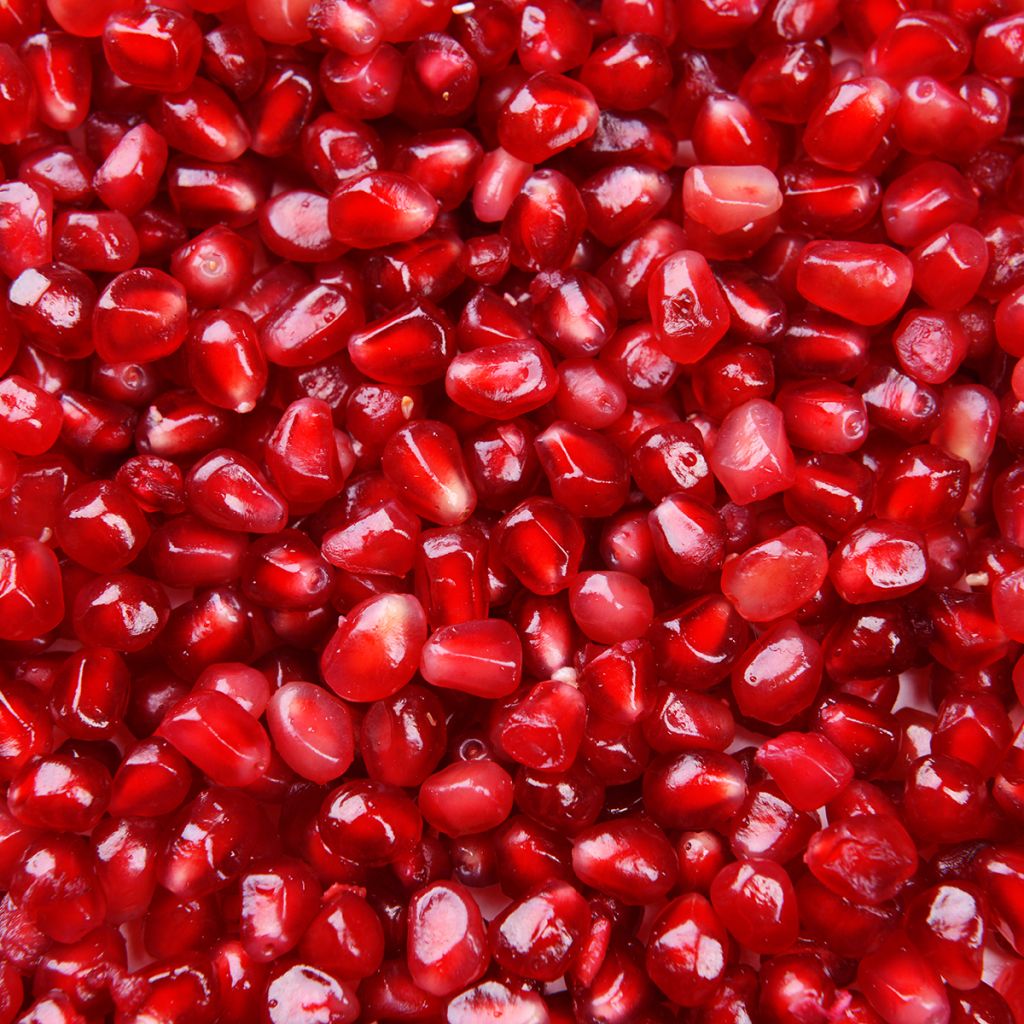 Graines de Punica granatum - Grenadier à fruits