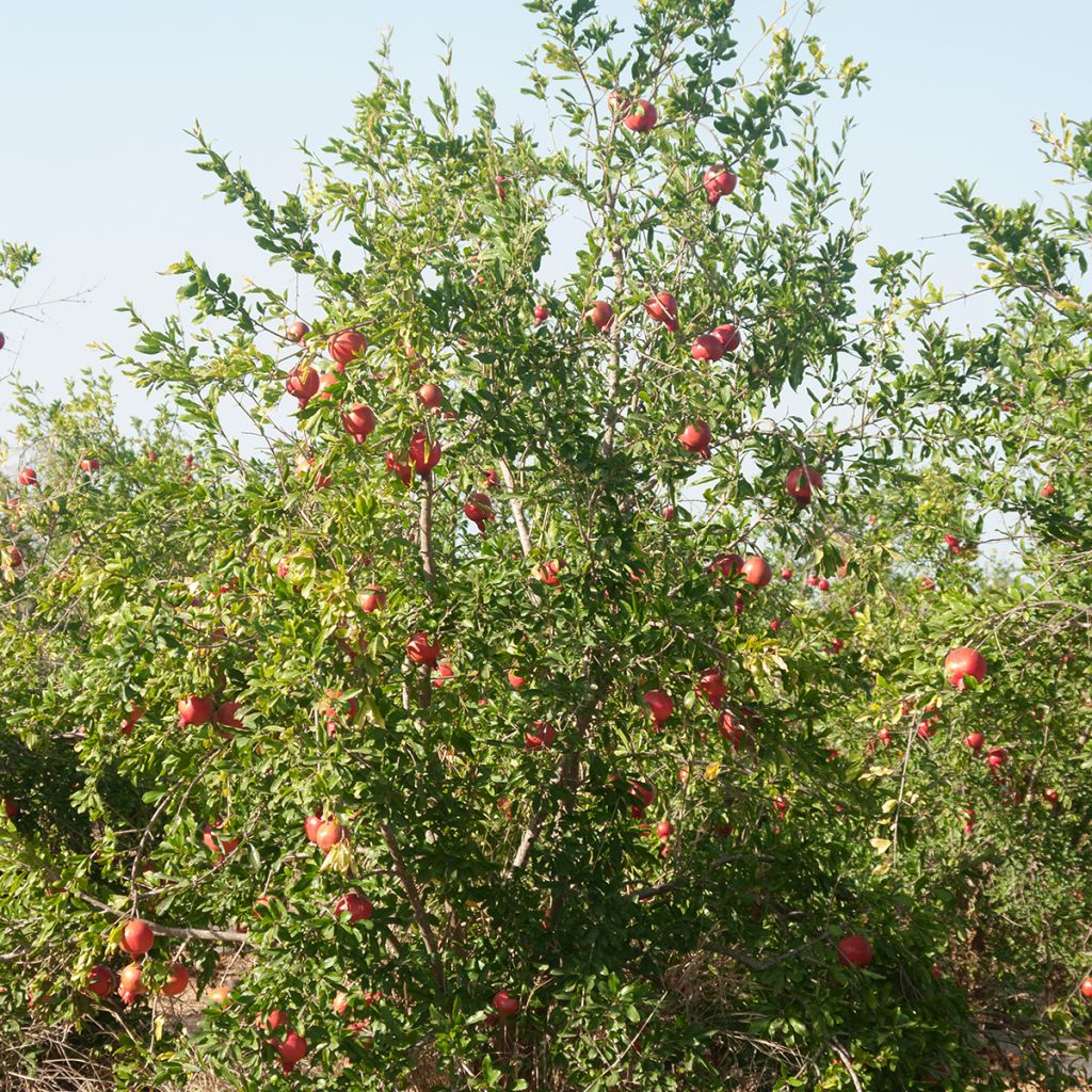 Graines de Punica granatum - Grenadier à fruits
