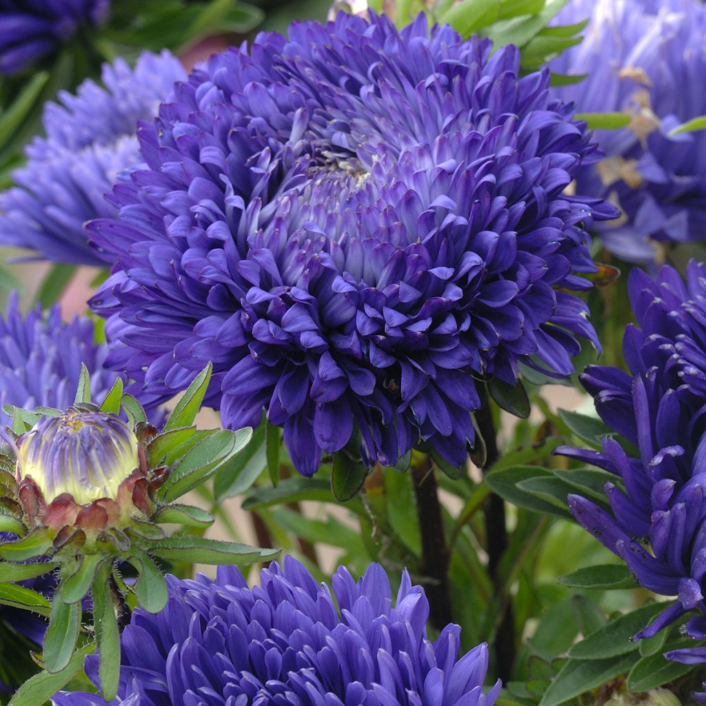 Graines de Reine-Marguerite King Size Mid-Blue - Callistephus chinensis
