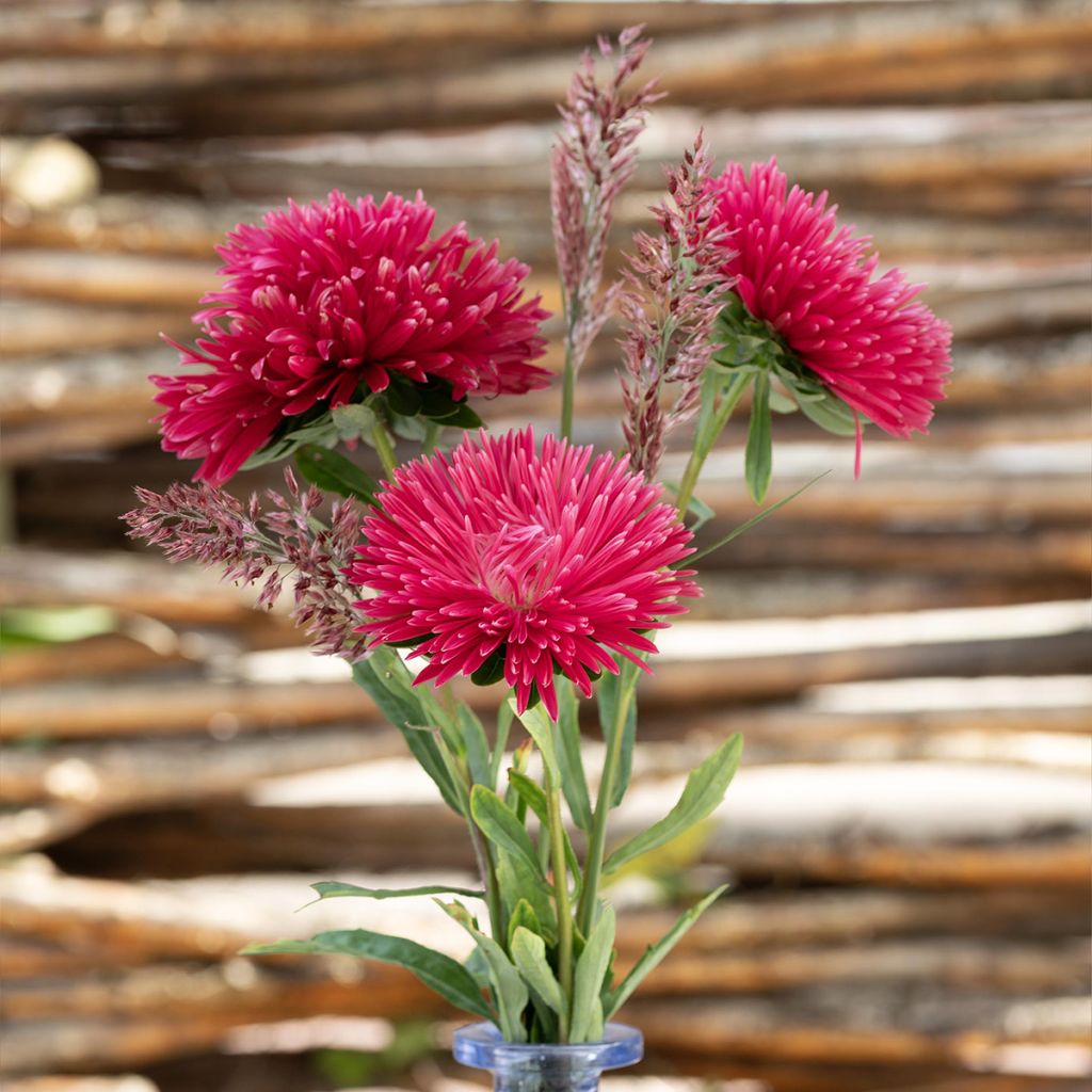 Áster-da-china King Size Red em sementes