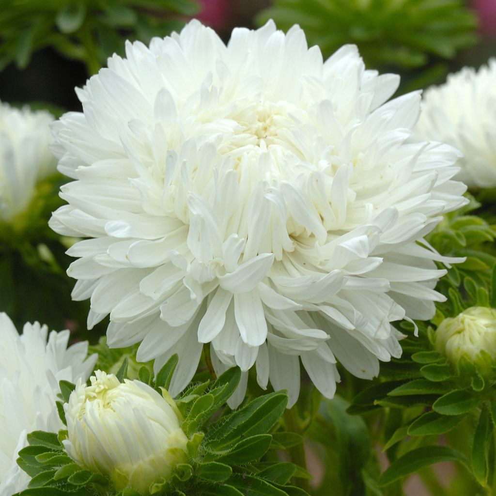Graines de Reine-Marguerite King Size White - Callistephus chinensis