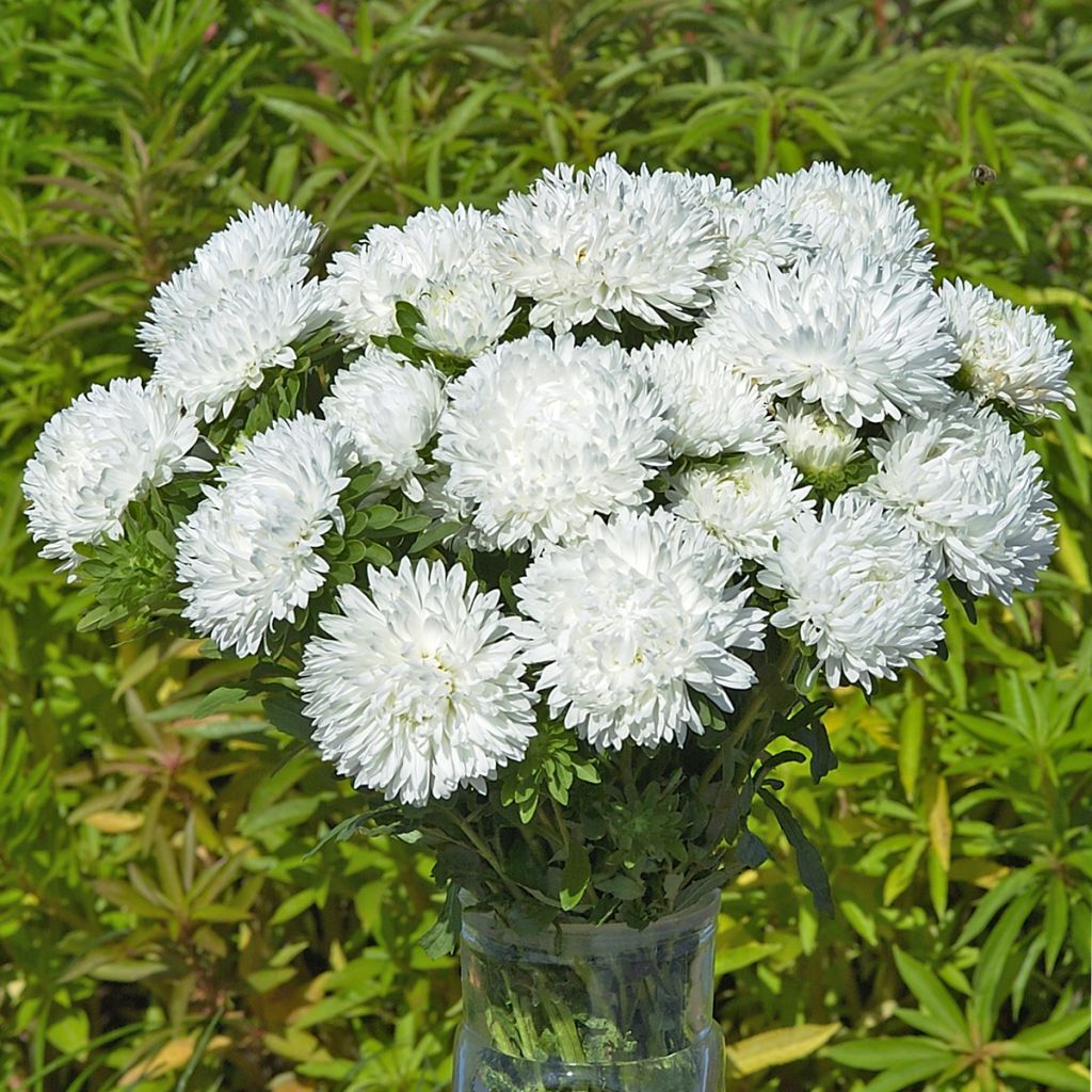 Graines de Reine-Marguerite King Size White - Callistephus chinensis