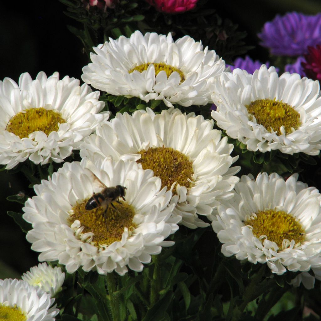 Graines de Reine-Marguerite Matsumoto White - Callistephus chinensis