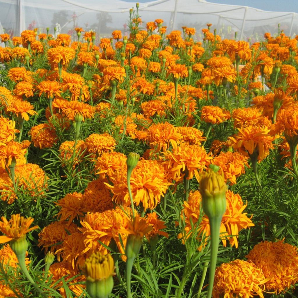 Groot afrikaantje - Tagetes erecta Fantastic Orange (zaad)