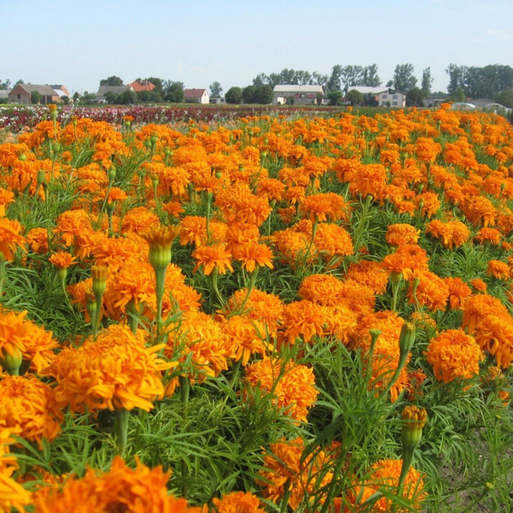 Graines de Rose d'Inde Fantastic Orange - Tagetes erecta
