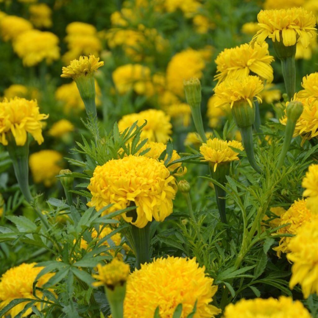 Graines de Rose d'Inde Fantastic Yellow - Tagetes erecta