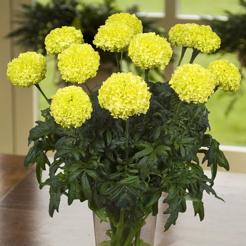 Graines de Rose d'Inde Nosento Limegreen F1 - Tagetes erecta
