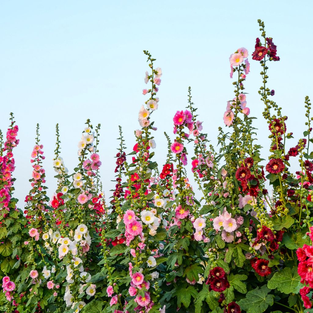Graines de Rose trémière Antwerp Stars Mix - Alcea ficifolia