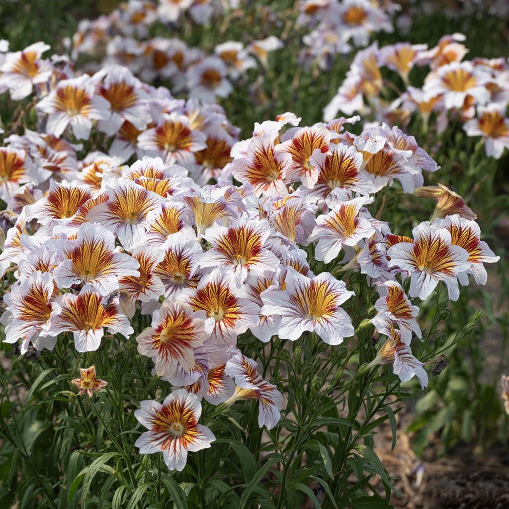 Graines de Salpiglossis Tora Cream (graines enrobées)