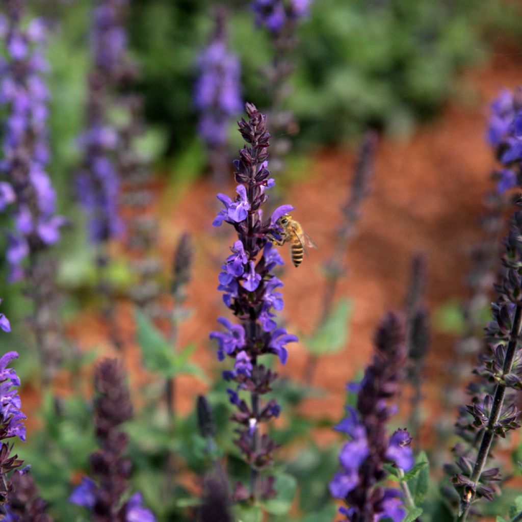 Salvia nemorosa Dwarf Blue Queen em sementes