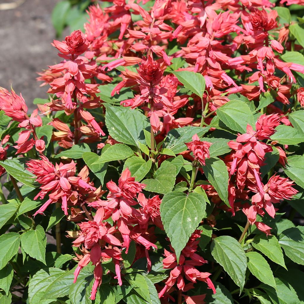 Graines de Sauge annuelle Estella Coral - Salvia splendens