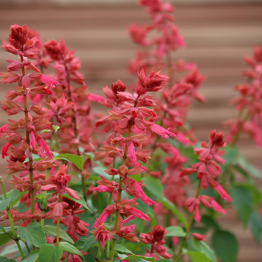 Salvia splendens Estella Coral em sementes