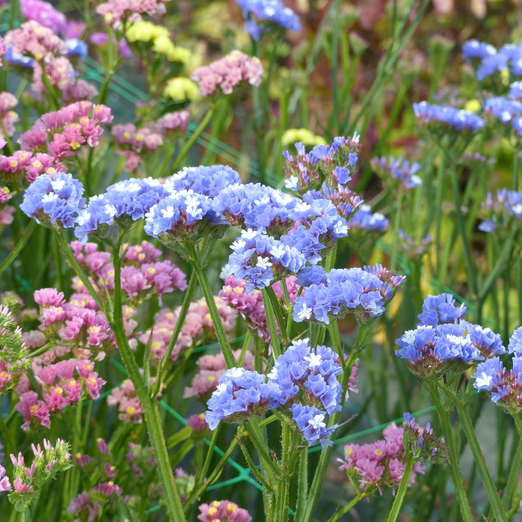 Graines de Statice Sky Blue - Limonium sinuatum