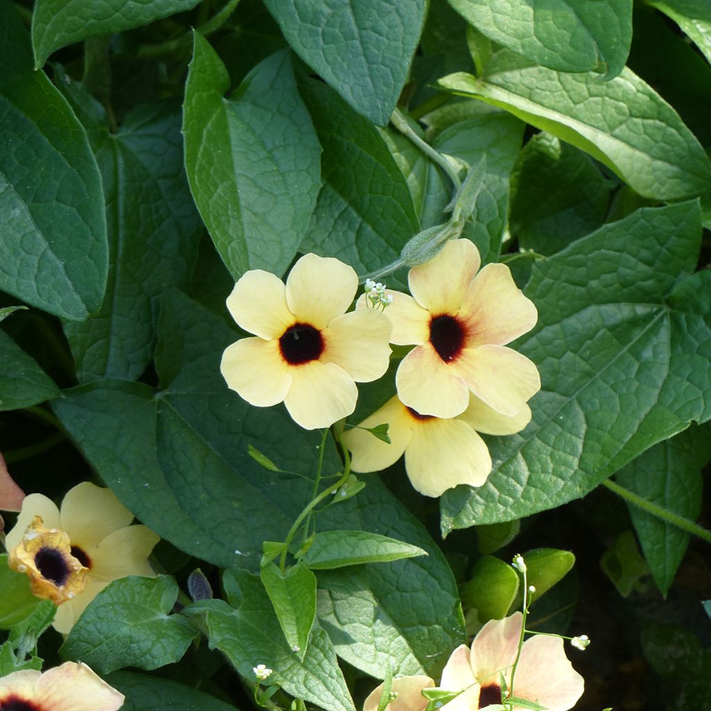 Graines de Suzanne aux yeux noirs Peach Eye - Thunbergia alata