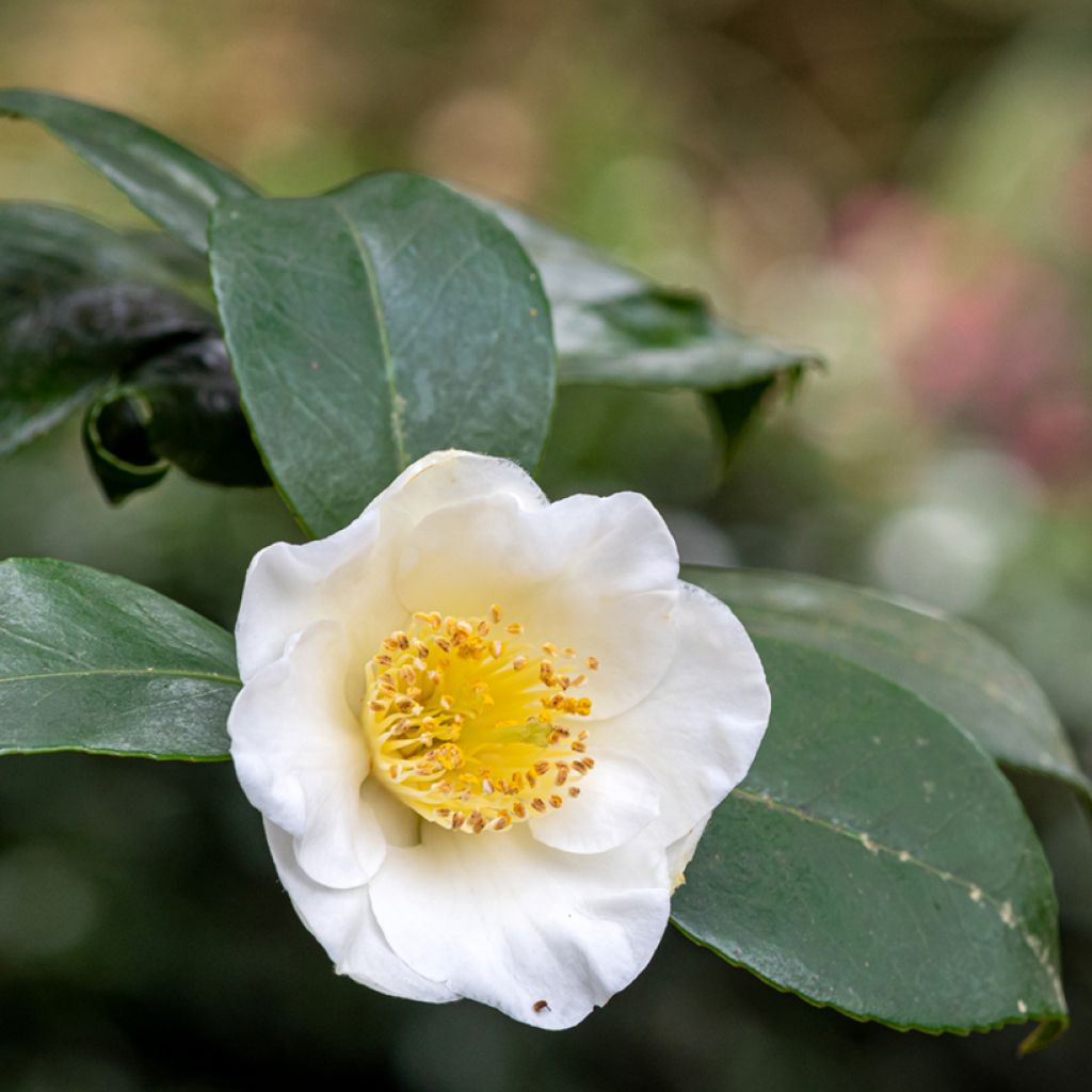 Graines de Théier - Camellia sinensis