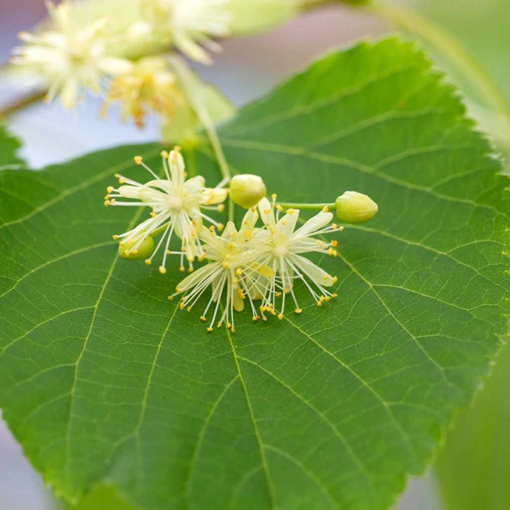 Graines de Tilleul à petites feuilles - Tilia cordata
