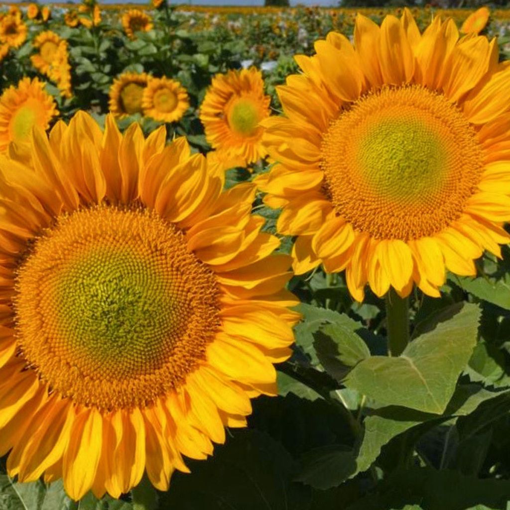 Graines de Tournesol Pro-Cut F1 Gold Lite DMR - Helianthus annuus