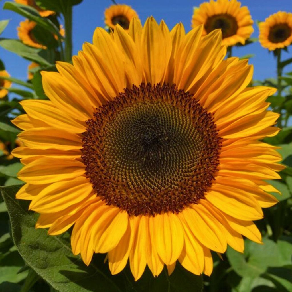 Graines de Tournesol Pro-Cut F1 Orange Excel - Helianthus annuus