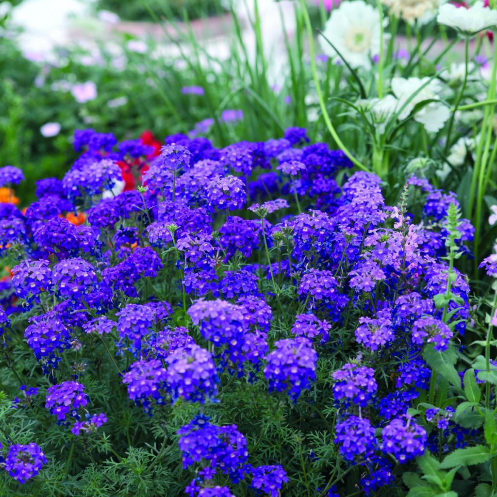 Verbena Imagination em sementes