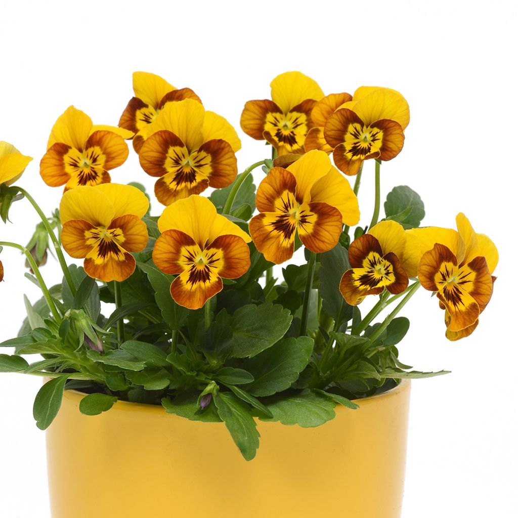 Viola cornuta Sorbet Honeybee em sementes