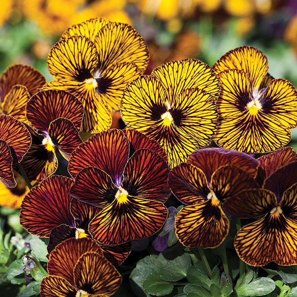 Graines de Viola cornuta Tiger Eye Mix