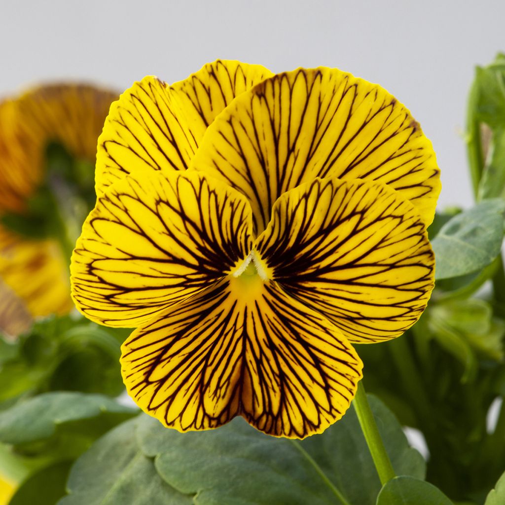 Graines de Viola cornuta Tiger Eye Yellow