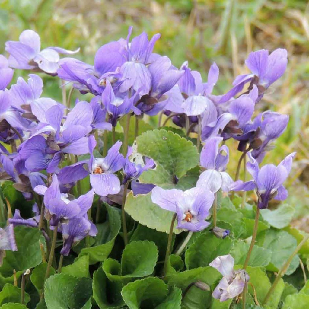 Viola odorata em sementes