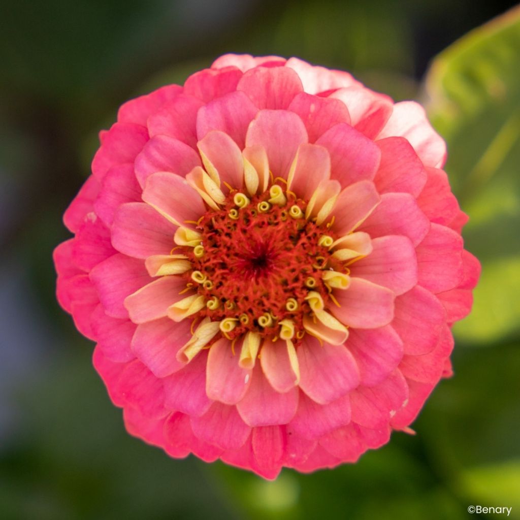 Graines de Zinnia elegans Lilliput Oklahoma Salmon