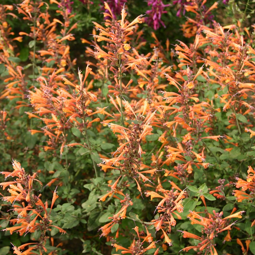 Graines d'Agastache aurantiaca Apricot Sprite