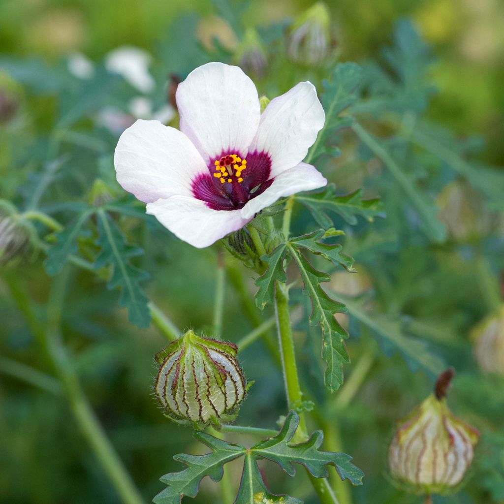Graines d'Hibiscus trionum