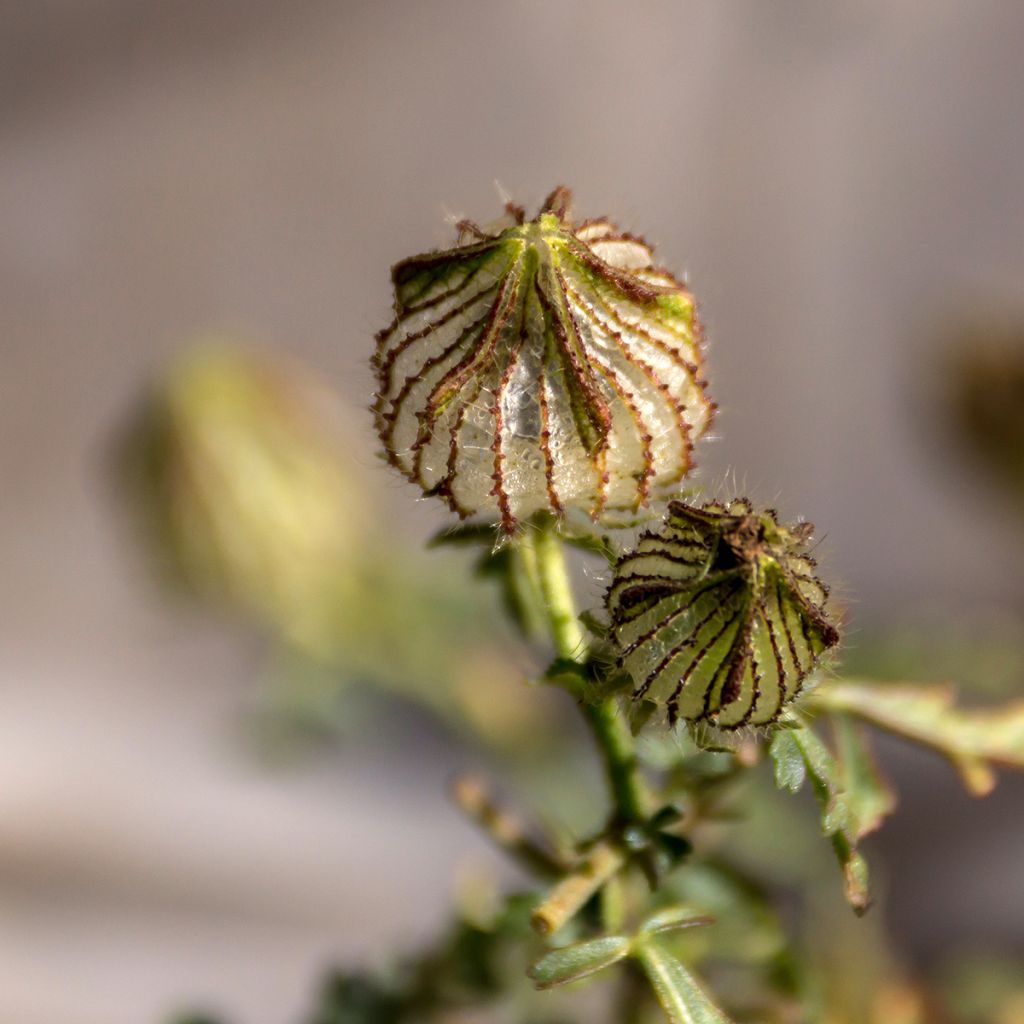 Graines d'Hibiscus trionum