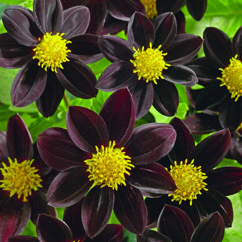 Graines de Dahlia nain Black Beauty