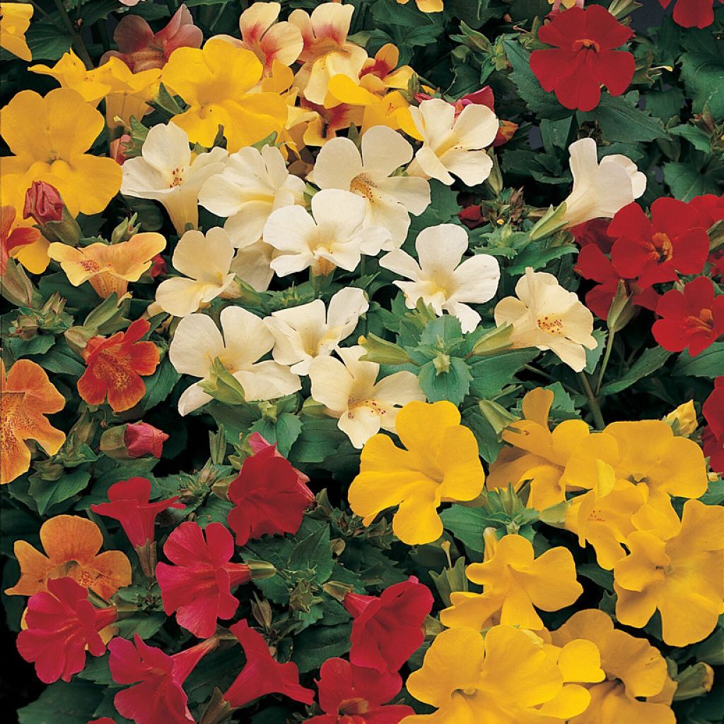 Mimulus Mystic Mixed F1 Hybrid em sementes