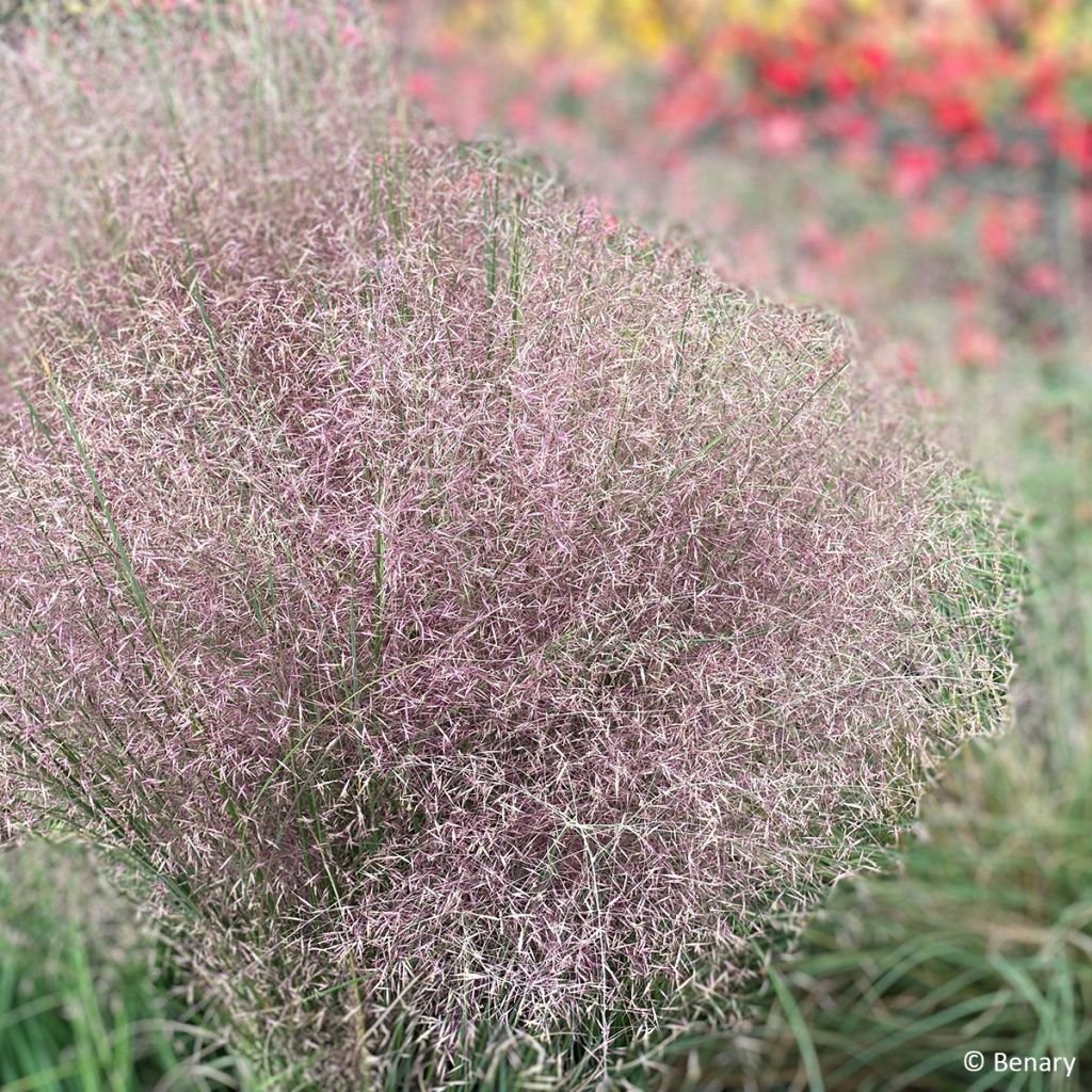 Graines de Muhlenbergia reverchonii Rosy